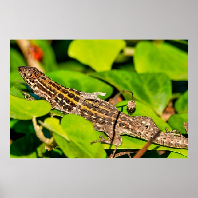 Italian wall lizard poster (Front)