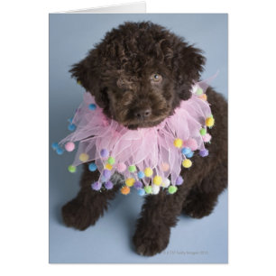 Italian Water Dog (Lagotto) Puppy