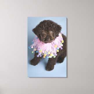 Italian Water Dog (Lagotto) Puppy Canvas Print