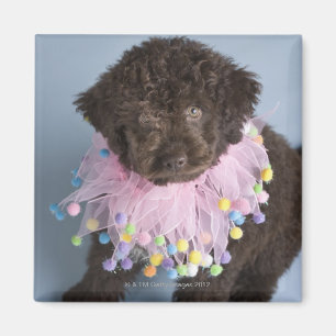 Italian Water Dog (Lagotto) Puppy Magnet