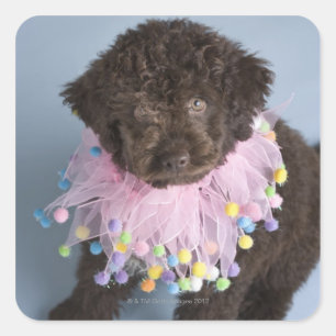Italian Water Dog (Lagotto) Puppy Square Sticker
