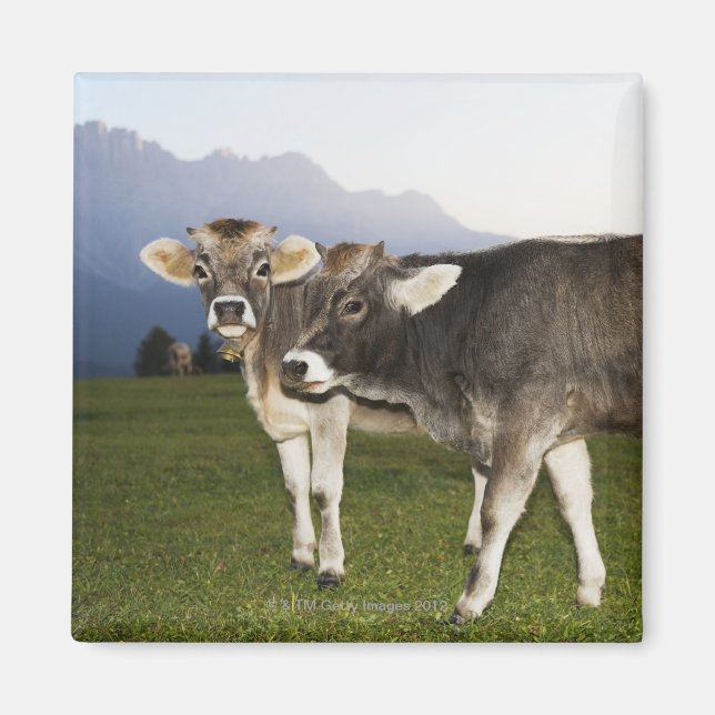 Italy, Alto Adige Magnet (Front)