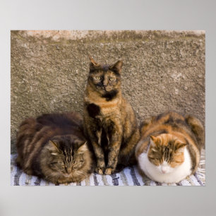 Italy, Cinque Terre, Vernazza. Three cats beside Poster