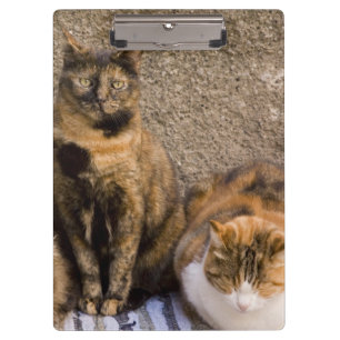 Italy, Cinque Terre, Vernazza. Three cats Clipboard