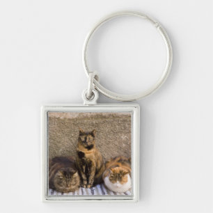 Italy, Cinque Terre, Vernazza. Three cats Key Ring
