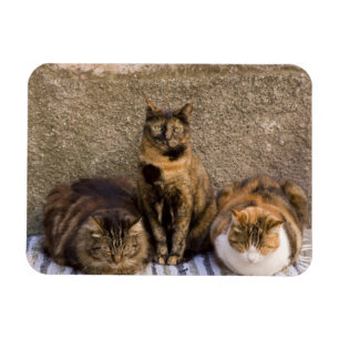 Italy, Cinque Terre, Vernazza. Three cats Magnet