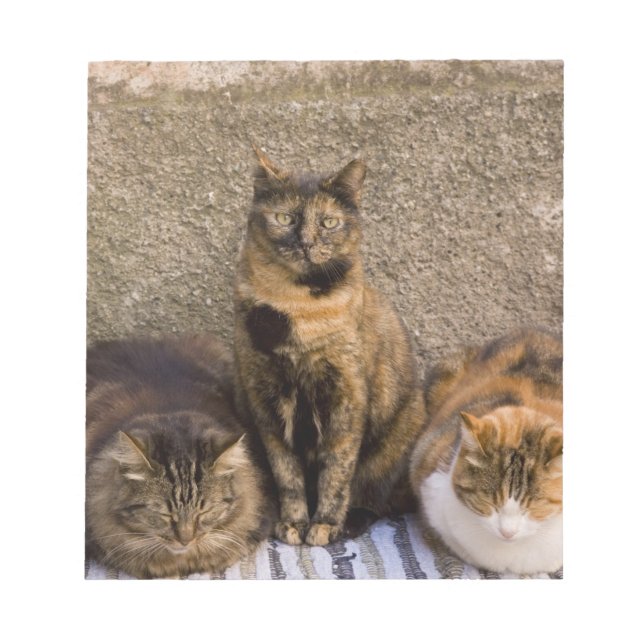 Italy, Cinque Terre, Vernazza. Three cats Notepad (Front)