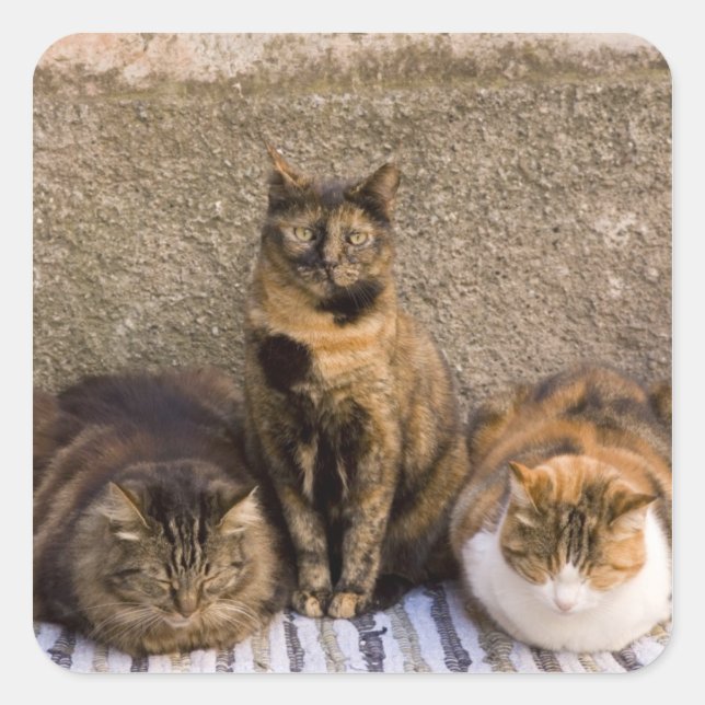 Italy, Cinque Terre, Vernazza. Three cats Square Sticker (Front)