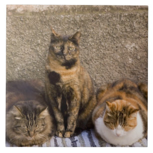 Italy, Cinque Terre, Vernazza. Three cats Tile