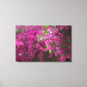 Italy, Sicily, Cefalu, Flowered Courtyard by Canvas Print
