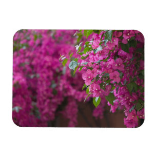 Italy, Sicily, Cefalu, Flowered Courtyard by Magnet