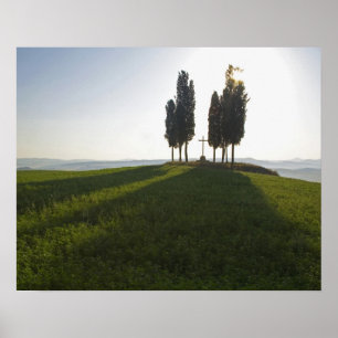 Italy, Tuscany, Cypress Trees in Tuscany with Poster
