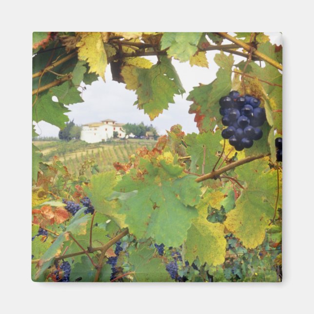 Italy, Tuscany Farmhouse viewed through Magnet (Front)