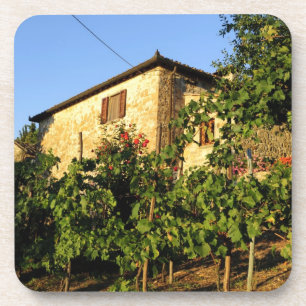Italy, Tuscany, Greve. Late summer wine scenes Coaster