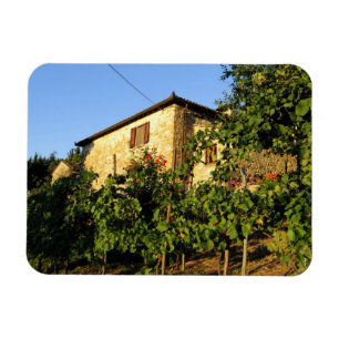 Italy, Tuscany, Greve. Late summer wine scenes Magnet