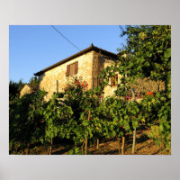 Italy, Tuscany, Greve. Late summer wine scenes