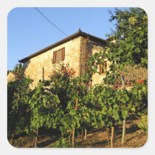 Italy, Tuscany, Greve. Late summer wine scenes Square Sticker