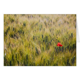 Italy, Tuscany, Lone poppy in Spring Wheat
