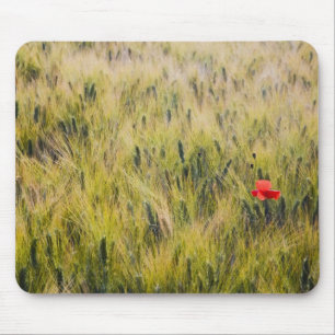 Italy, Tuscany, Lone poppy in Spring Wheat Mouse Pad