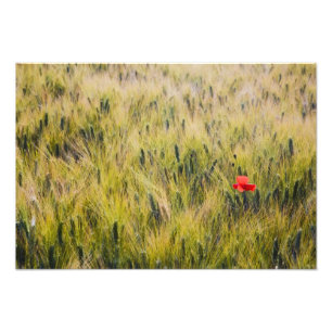 Italy, Tuscany, Lone poppy in Spring Wheat Photo Print