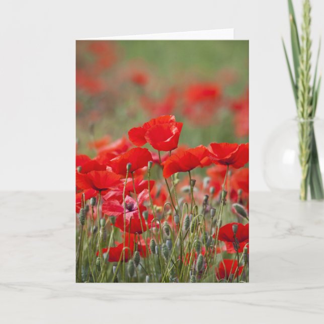 Italy, Tuscany, Mass of Summer Poppies in Card (Front)