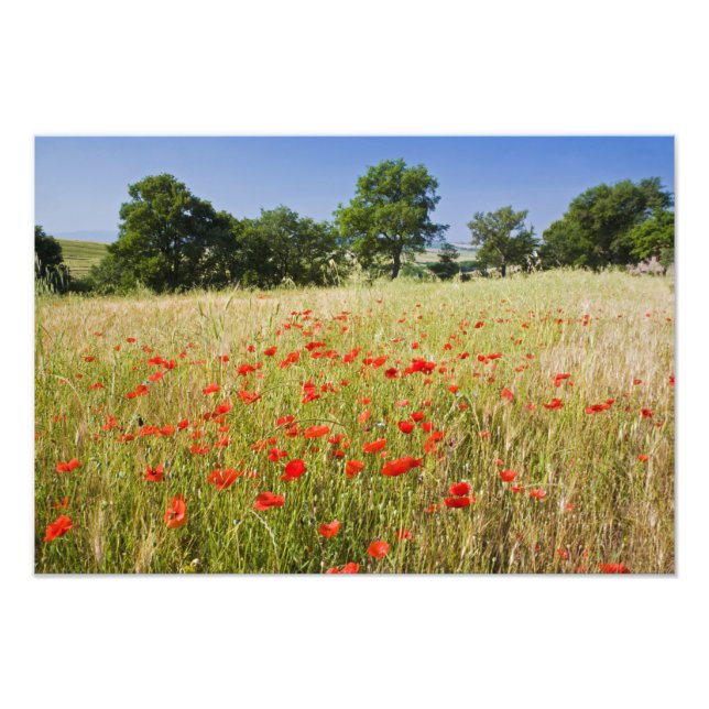Italy, Tuscany, Meadow with Summer Poppies and Photo Print (Front)