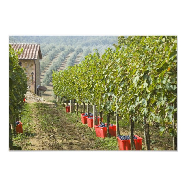 Italy, Tuscany, Montalcino. Bins of harvested Photo Print (Front)