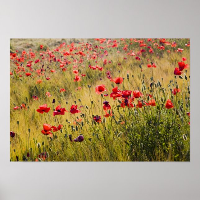Italy, Tuscany, Poppies in Spring Wheat Field. Poster (Front)