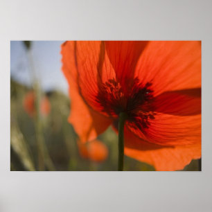 Italy, Tuscany, Summer Poppies in Tuscany Widw 2 Poster