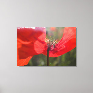 Italy, Tuscany, Summer Poppies in Tuscany Widw Canvas Print