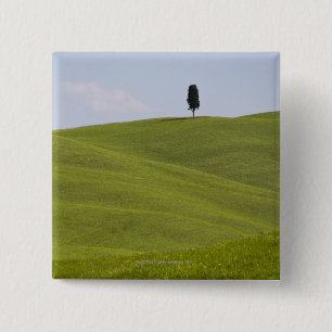 Italy, Tuscany, Val D'Orcia, Lone tree on hill 15 Cm Square Badge
