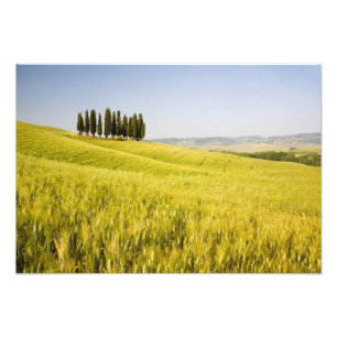 Italy, Tuscnay, Grouping of Tuscan Cypress 2 Photo Print