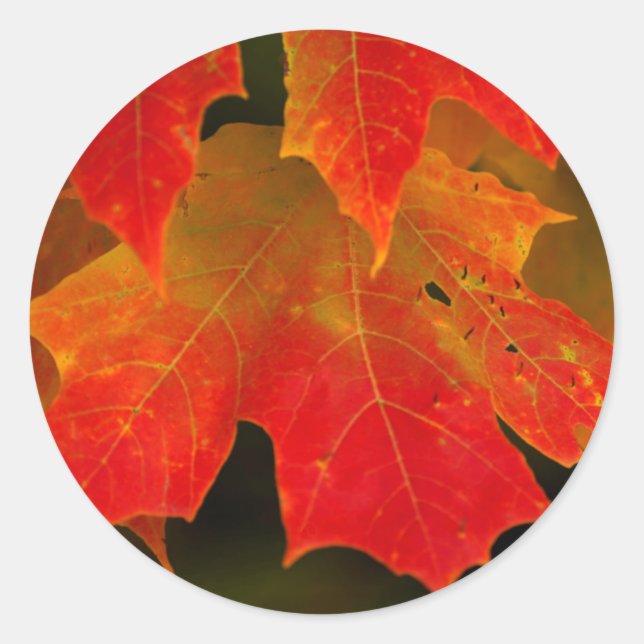 Itasca State Park, Fall Colours 2 Classic Round Sticker (Front)