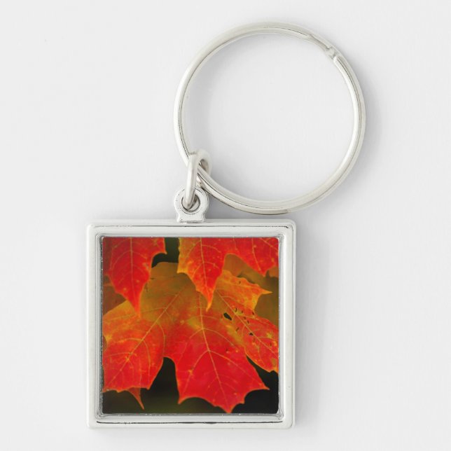 Itasca State Park, Fall Colours 2 Key Ring (Front)
