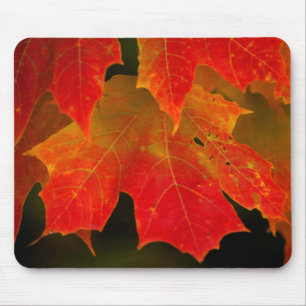 Itasca State Park, Fall Colours 2 Mouse Pad
