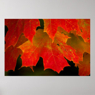 Itasca State Park, Fall Colours 2 Poster
