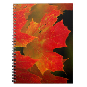 Itasca State Park, Fall Colours 2 Spiral Notebook