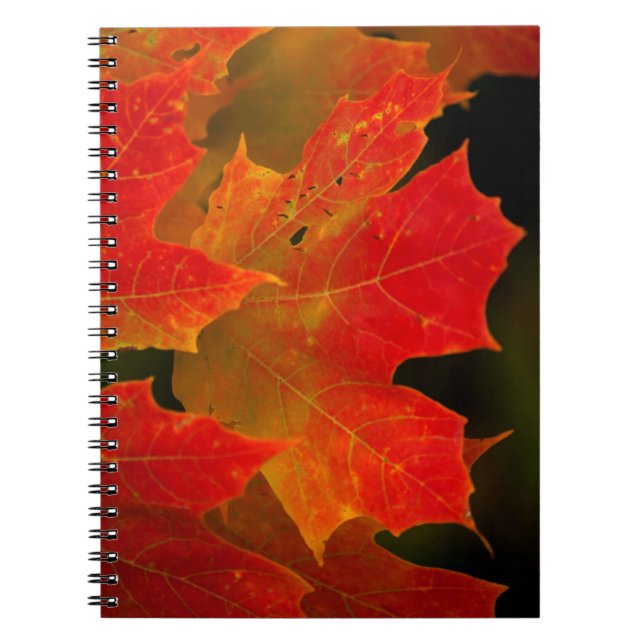 Itasca State Park, Fall Colours 2 Spiral Notebook (Front)