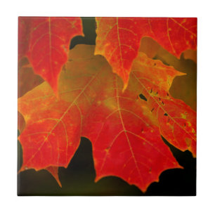 Itasca State Park, Fall Colours 2 Tile