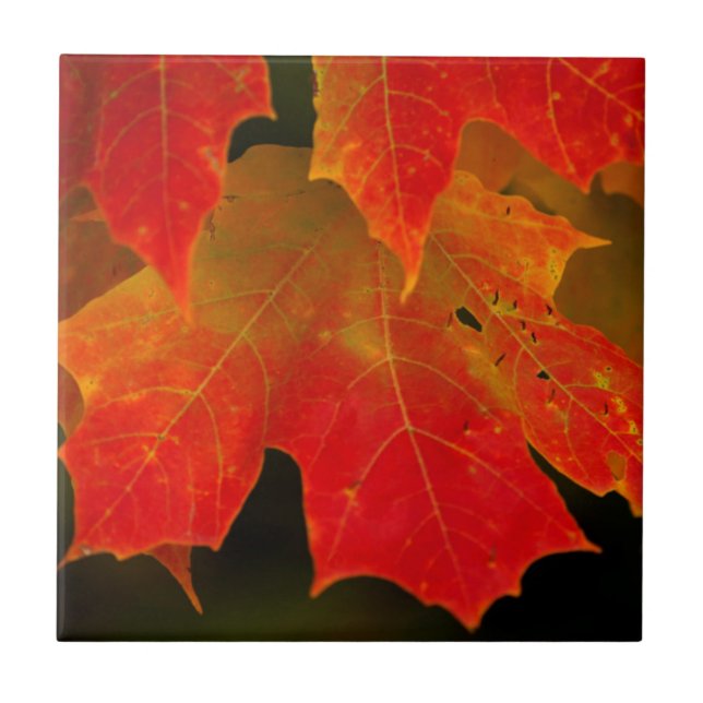 Itasca State Park, Fall Colours 2 Tile (Front)