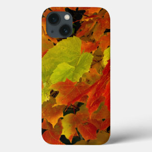 Itasca State Park, Fall Colours iPhone 13 Case