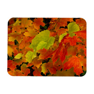 Itasca State Park, Fall Colours Magnet
