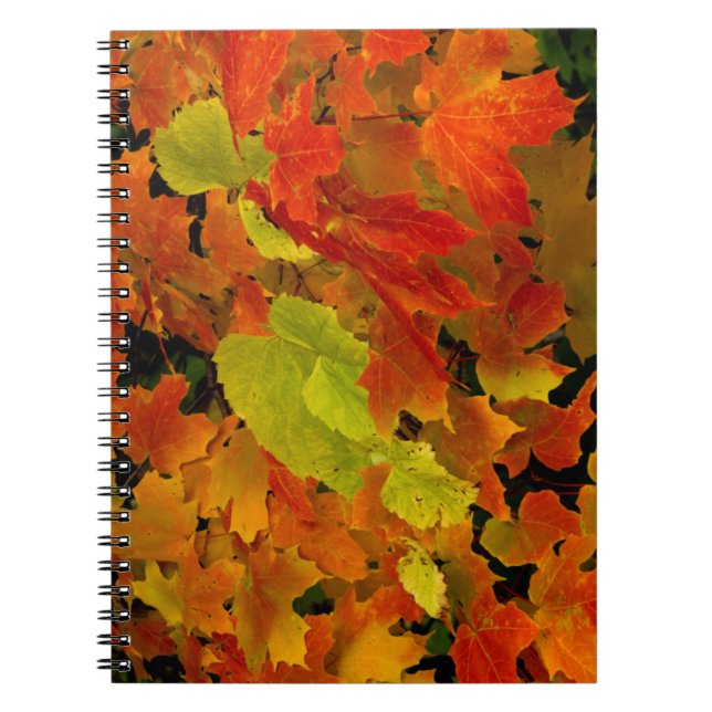 Itasca State Park, Fall Colours Notebook (Front)