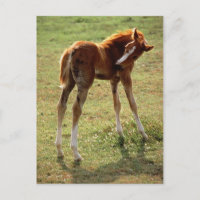 Itchy Foal