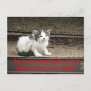 Itchy Kitten Postcard