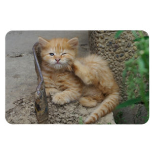 Itchy Magnet
