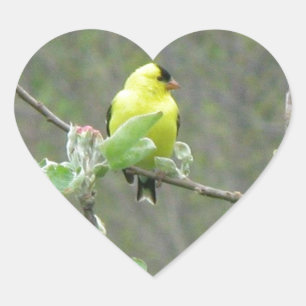 Items featuring Summer songbirds Heart Sticker