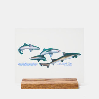 Ito, Chiba, is the most popular shark diving spot  Acrylic Sign