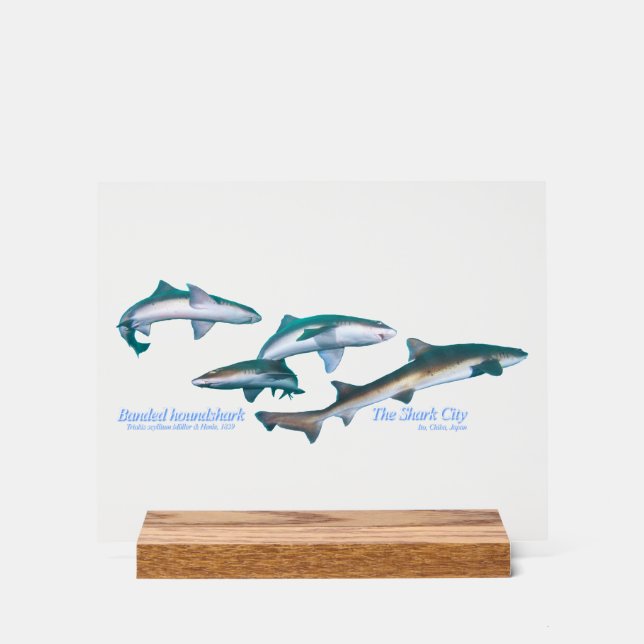 Ito, Chiba, is the most popular shark diving spot  Acrylic Sign (Front)