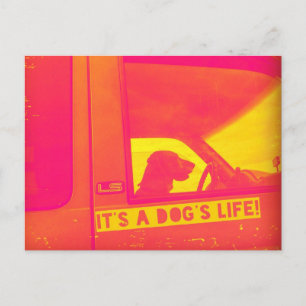 It's A Dog's Life Post Card